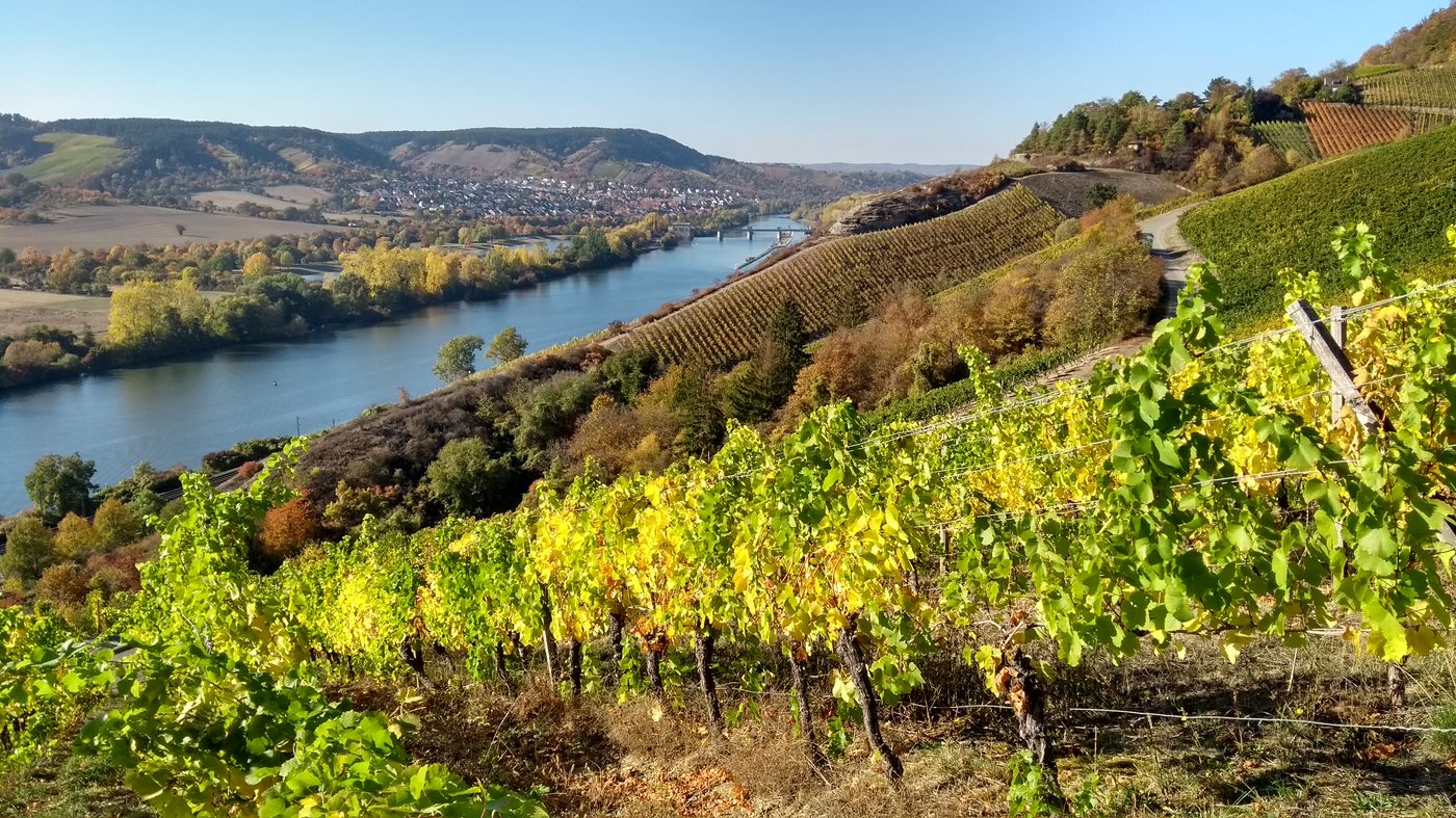 Blick aus den Herbst-Weinbergen über die Mainschleife bei Veitshöchheim