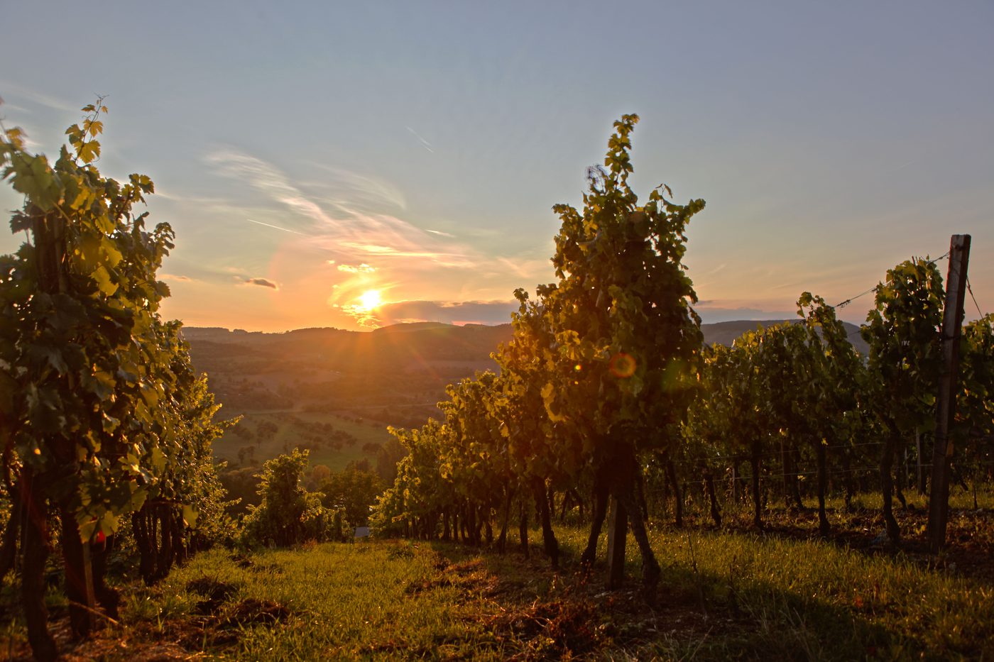 Sonnenuntergang in den Weinbergen bei Veitshöchheim