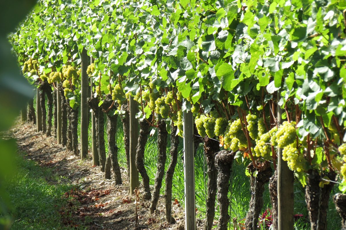 Weißweintrauben in den Weinbergen bei Veitshöchheim